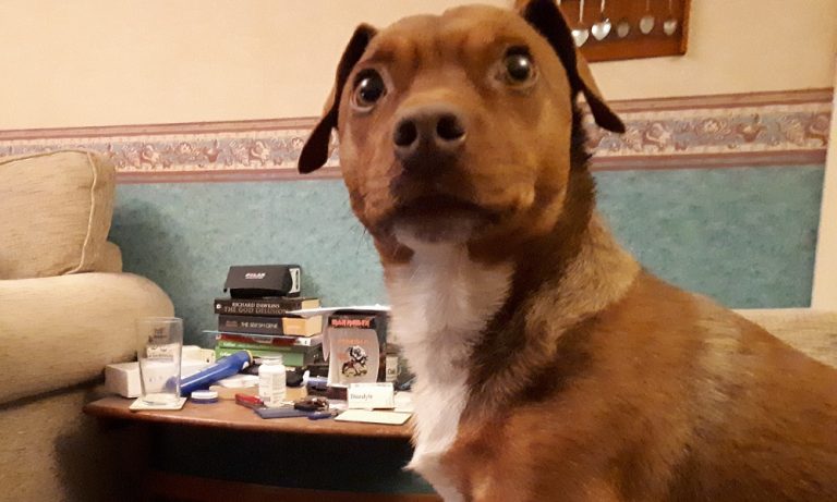 Can Dogs Have Dioralyte? – Pet Help Reviews UK