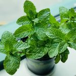 Can Dogs Have Mint Ice Cream