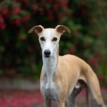 Can Dogs Have Rennies