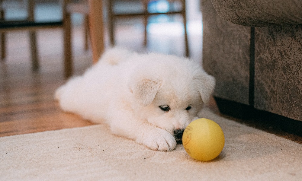 Can You Have a Dog in a Flat