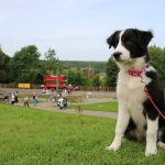 Can You Take Dogs to Beamish