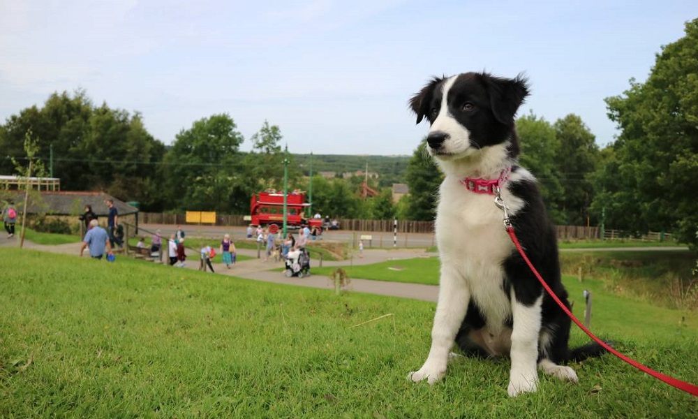 Can You Take Dogs to Beamish