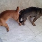 Do Dogs Have to Tie to Get Pregnant