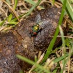 Do Flies Lay Eggs in Dog Poop
