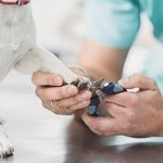 Do Vets Cut Dog Nails Uk