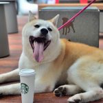 Does Starbucks Allow Dogs