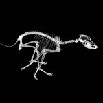 How Many Bones Do Dogs Have