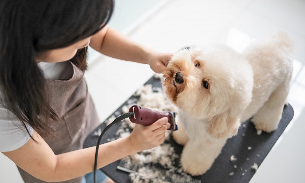 How Much Do Dog Groomers Make Uk