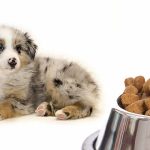 How Much Harringtons to Feed My Dog