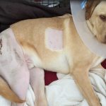 How Much is a Dog Hip Replacement Uk