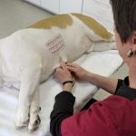 How Much is Allergy Testing for Dogs