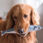 How to Cook Fish for Dogs