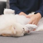 How to Massage Gas Out of Dog