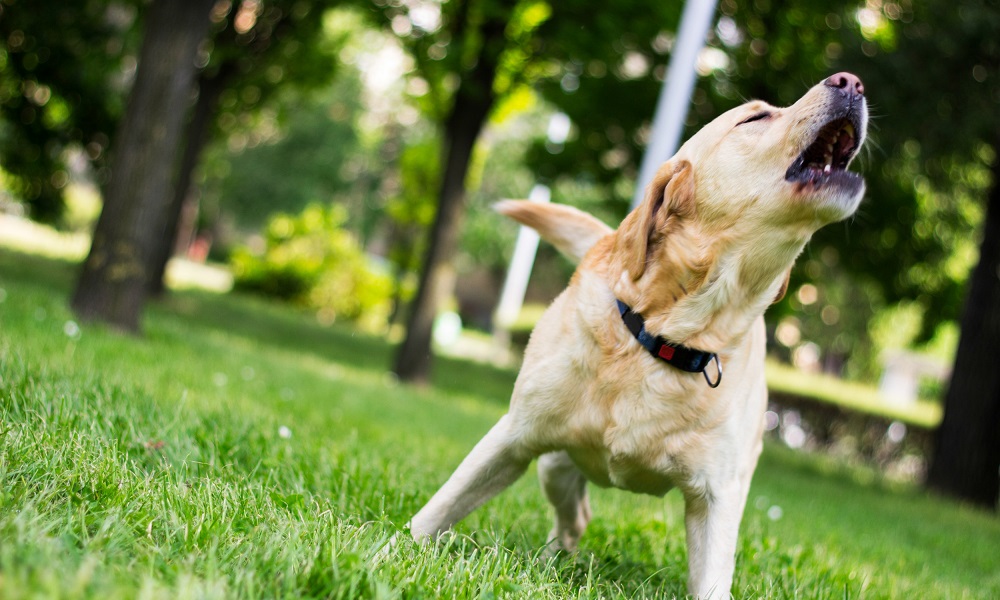 How to Report a Noisy Dog