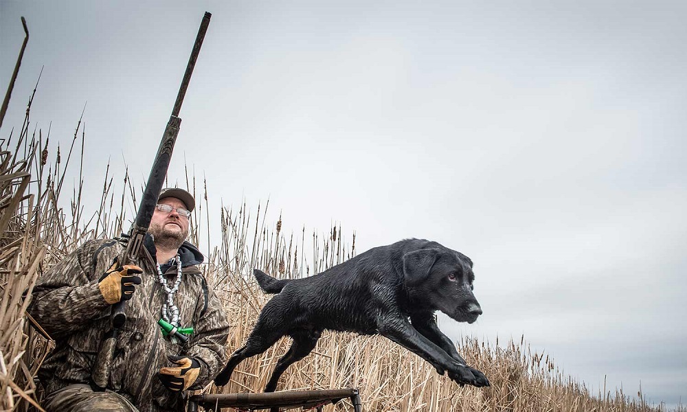 How to Train a Gun Dog