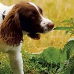 How to Treat Nettle Stings on Dogs