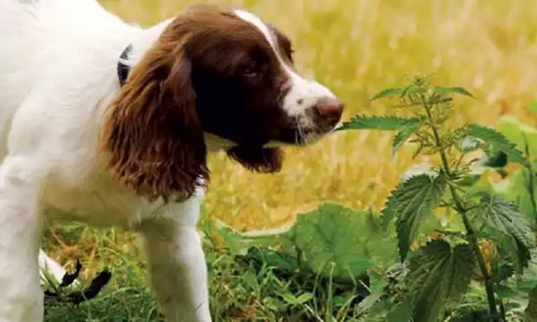 How Long Does A Nettle Sting Last On A Dog