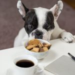 Is Cafe Nero Dog Friendly