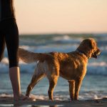 Is Combe Martin Beach Dog Friendly