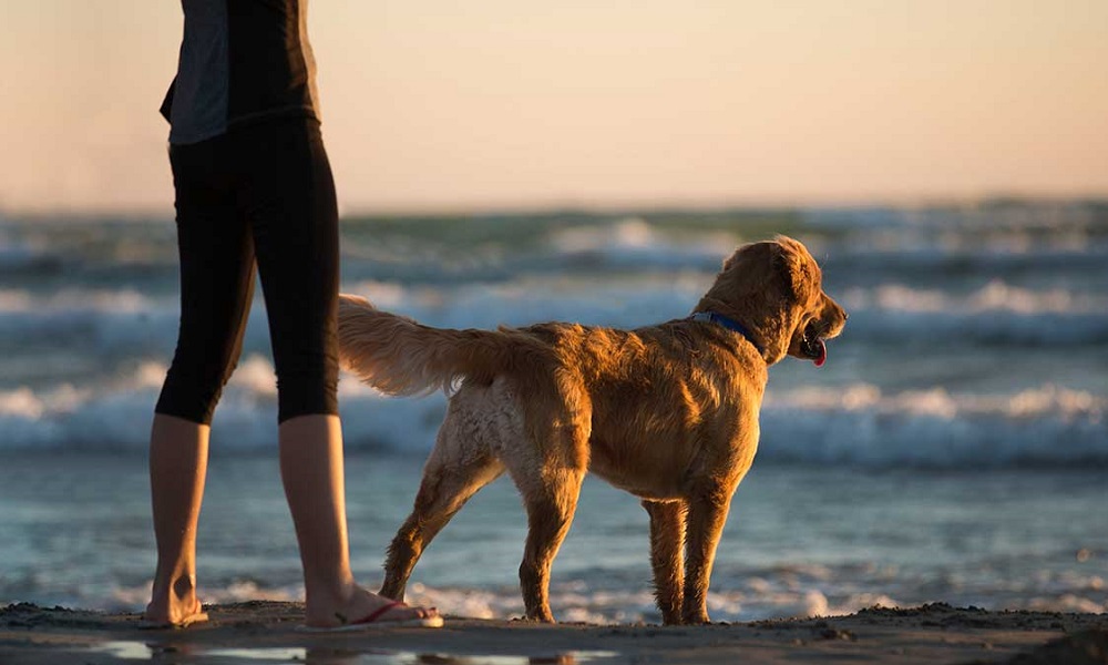 Is Combe Martin Beach Dog Friendly