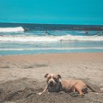 Is Croyde Beach Dog Friendly