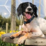 Is Eden Project Dog Friendly