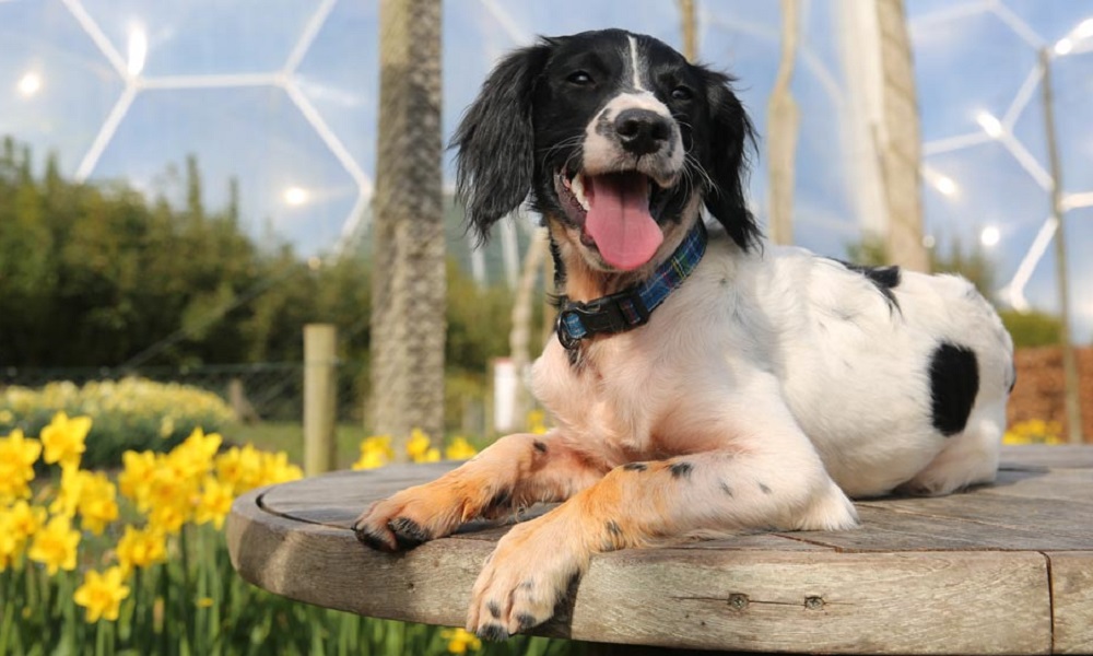 Is Eden Project Dog Friendly