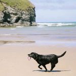 Is Fistral Beach Dog Friendly
