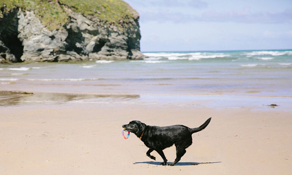 Is Fistral Beach Dog Friendly