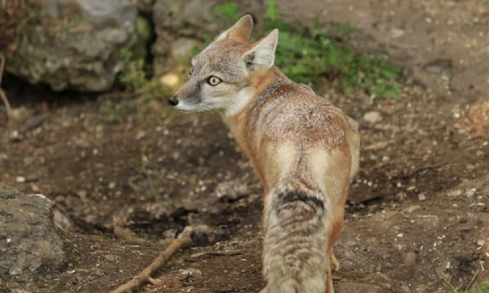 Is Fox Poo Dangerous to Dogs