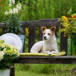 Is Hypericum Poisonous to Dogs