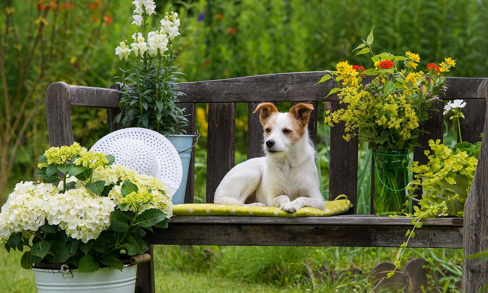 Is Hypericum Poisonous to Dogs