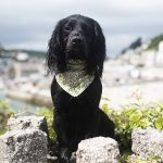 Is Looe Beach Dog Friendly