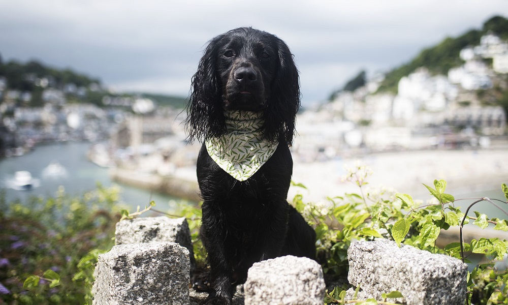 Is Looe Beach Dog Friendly