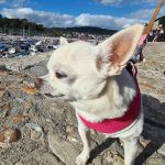 Is Lyme Regis Beach Dog Friendly