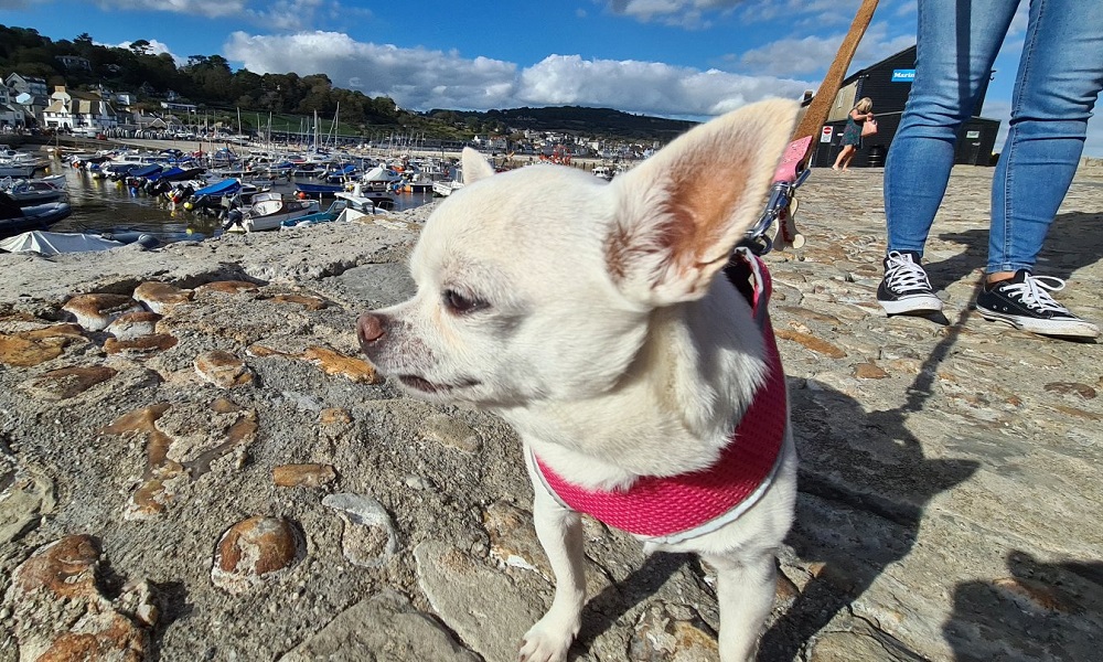 Is Lyme Regis Beach Dog Friendly