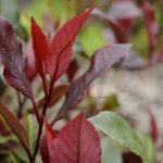 Is Photinia Poisonous to Dogs