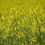 Is Rapeseed Toxic to Dogs