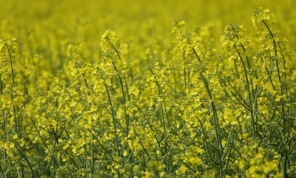 Is Rapeseed Toxic to Dogs