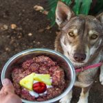 Is Raw Food Good for Dogs Uk