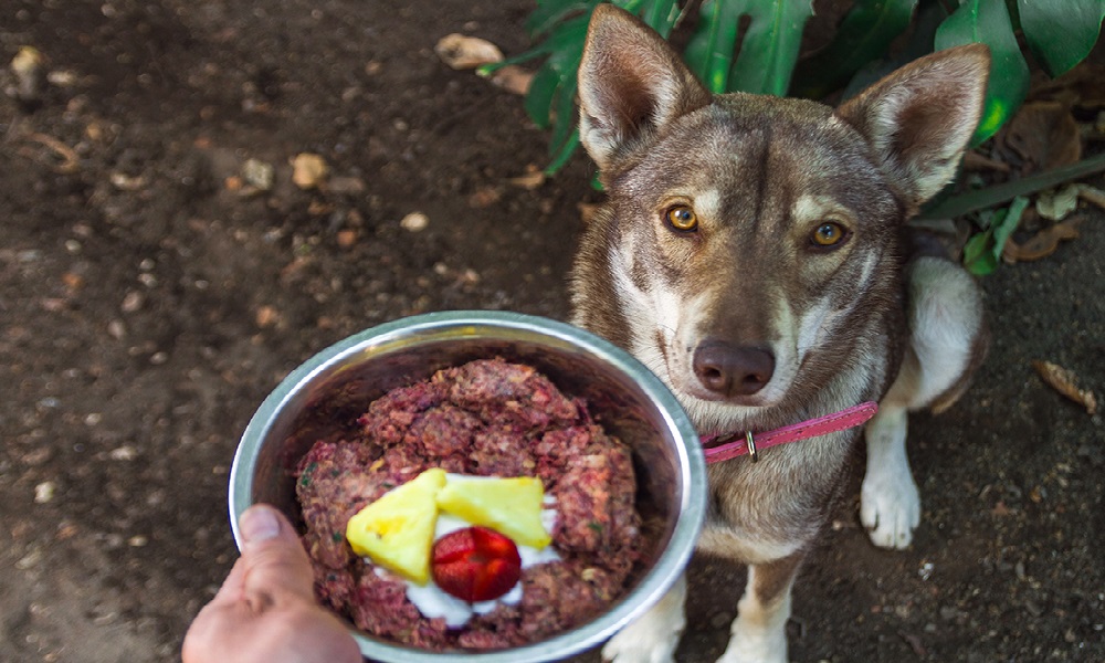 Is Raw Food Good for Dogs Uk