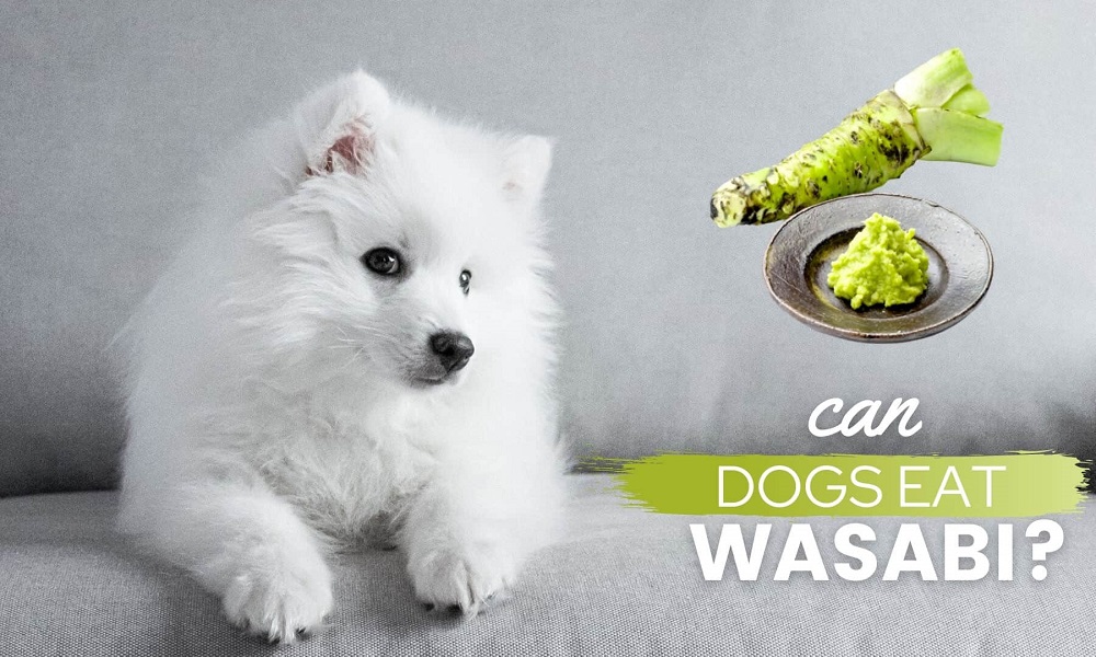 Is Wasabi Poisonous to Dogs