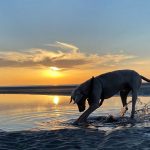 Is Westward Ho Beach Dog Friendly