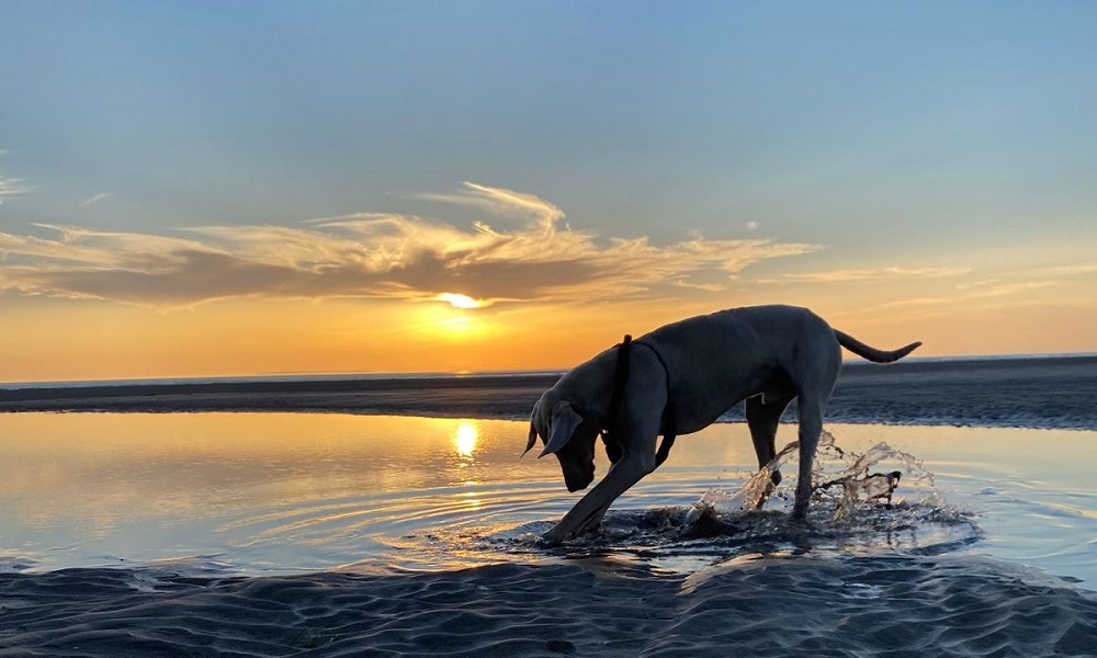 Is Westward Ho Beach Dog Friendly