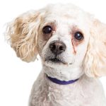 What Foods Cause Tear Stains in Dogs