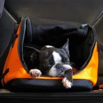 What Happens If My Dog Barks on a Plane