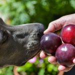 What to Do If My Dog Ate a Plum Seed