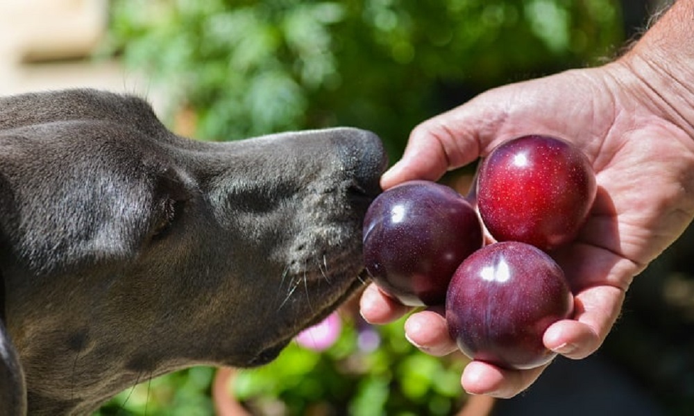 What to Do If My Dog Ate a Plum Seed