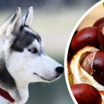 What to Do If Your Dog Eats a Conker