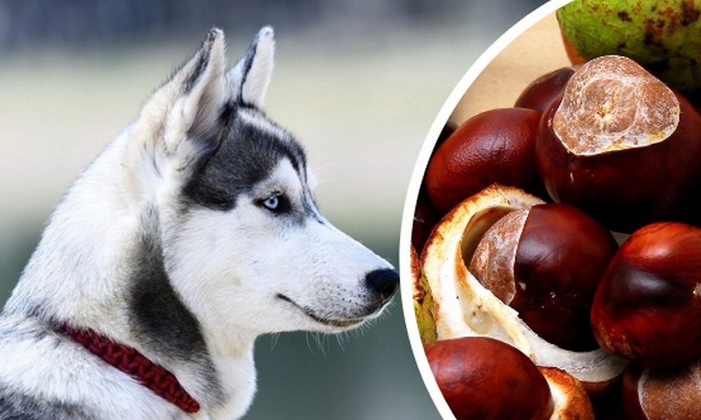 What To Do If Your Dog Eats A Conker Pet Help Reviews UK